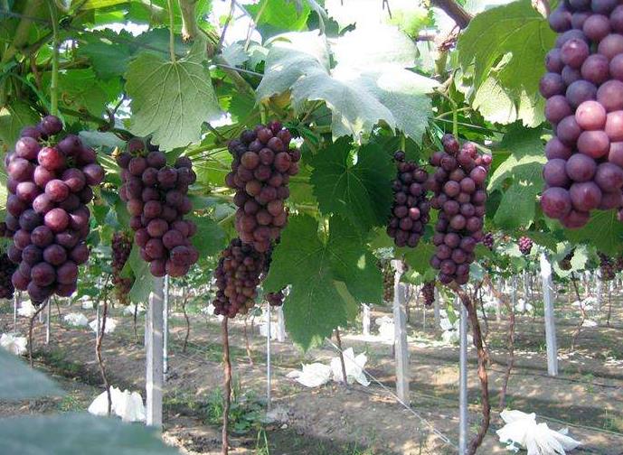 葡萄大棚 葡萄大棚